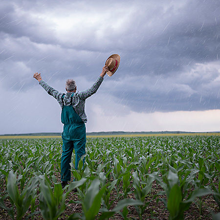 Farmer in the corn fields welcoming the rain.