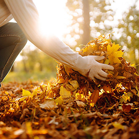 Woman wearing gloves collects and piles fallen autumn leaves